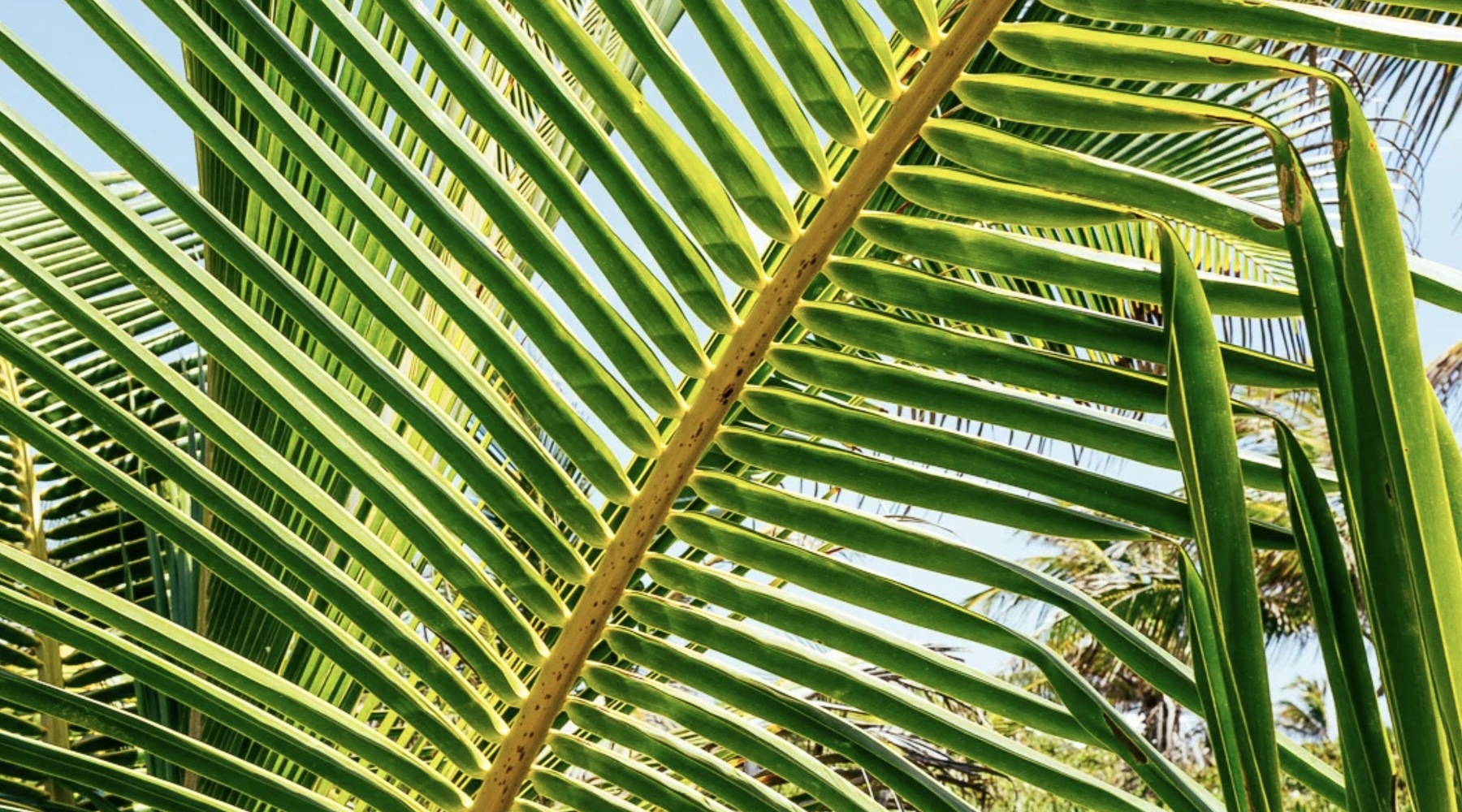 a close up of palm trees